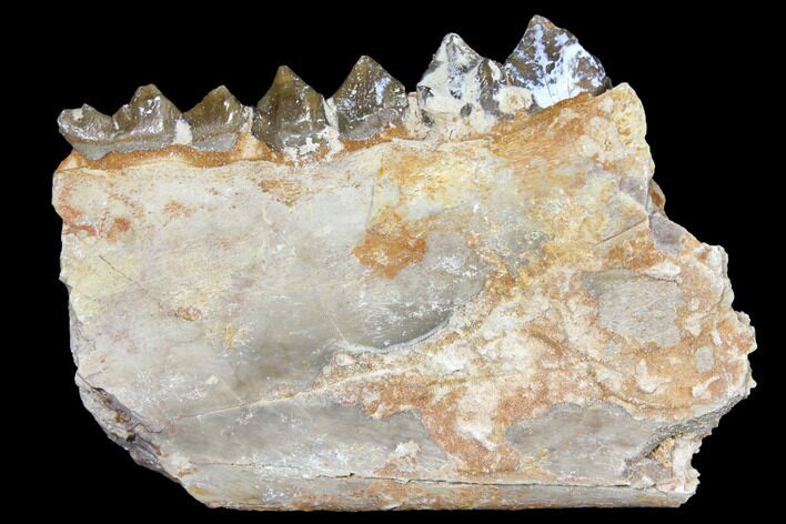 Oreodont (Merycoidodon) Jaw Section - South Dakota #128114